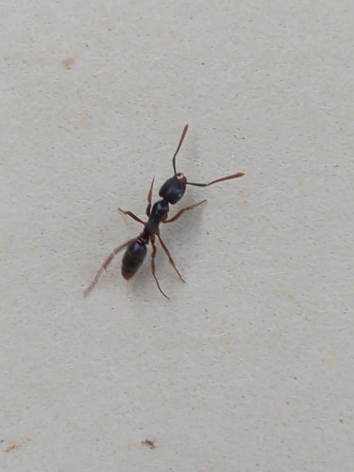 Asian needle ant photographed from above on neutral background showing full body structure