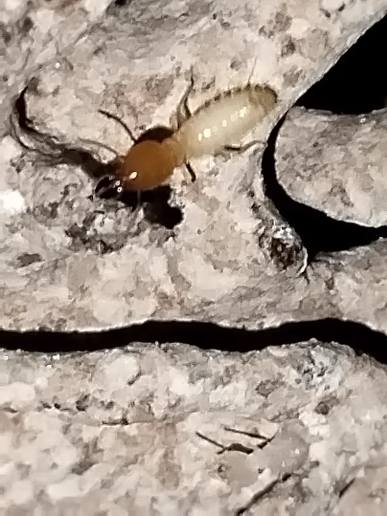 Asian subterranean termite soldier near wood crevice