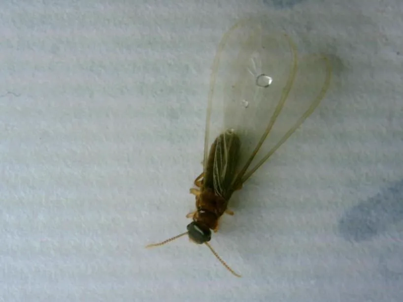 Asian subterranean termite winged alate showing full wing span