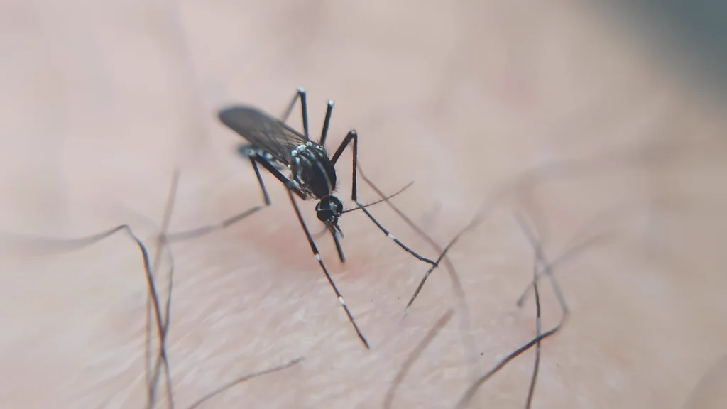 Asian tiger mosquito feeding on human skin