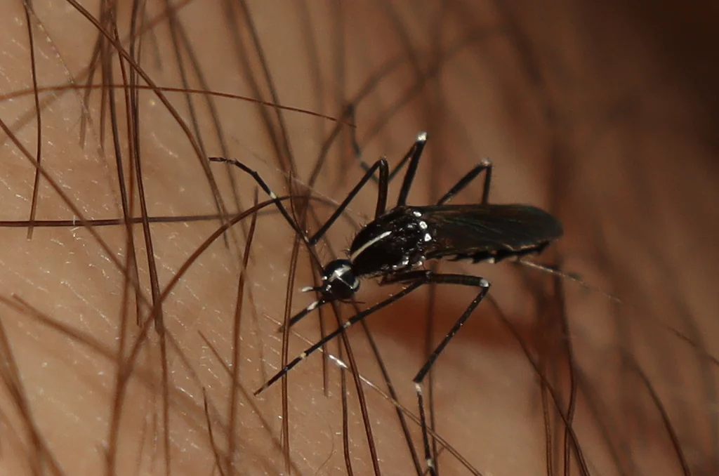 Asian tiger mosquito on human arm showing characteristic white stripe down the center of the thorax