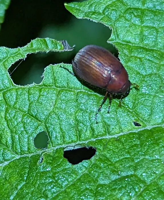 Asiatic garden beetle on a green leaf with chewed holes and ragged edges from night feeding