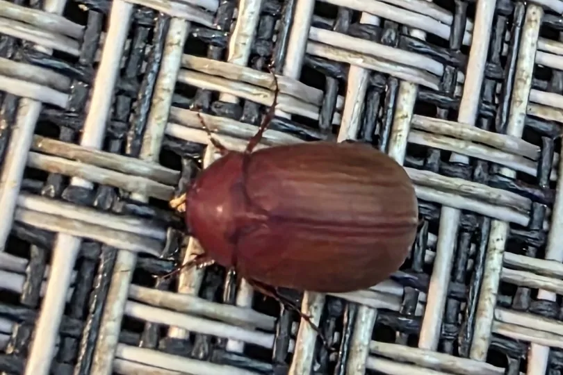 Coffee-bean-shaped Asiatic garden beetle resting on a woven patio chair