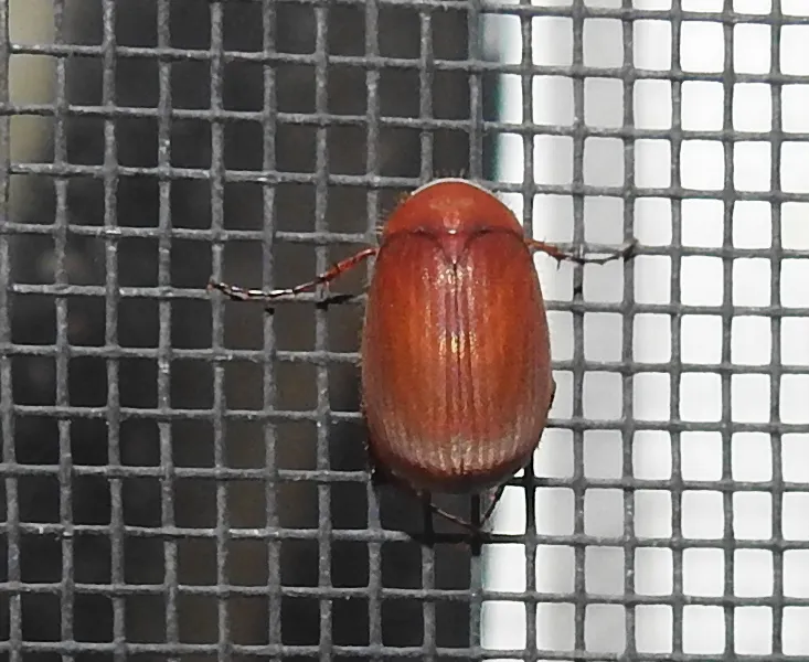 Reddish-brown Asiatic garden beetle clinging to a window screen at night