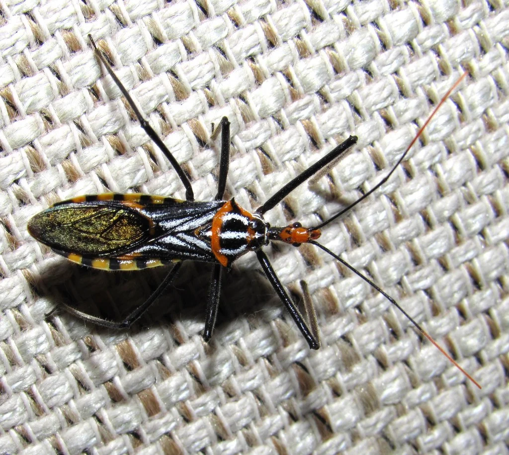 Colorful assassin bug species showing orange and black markings