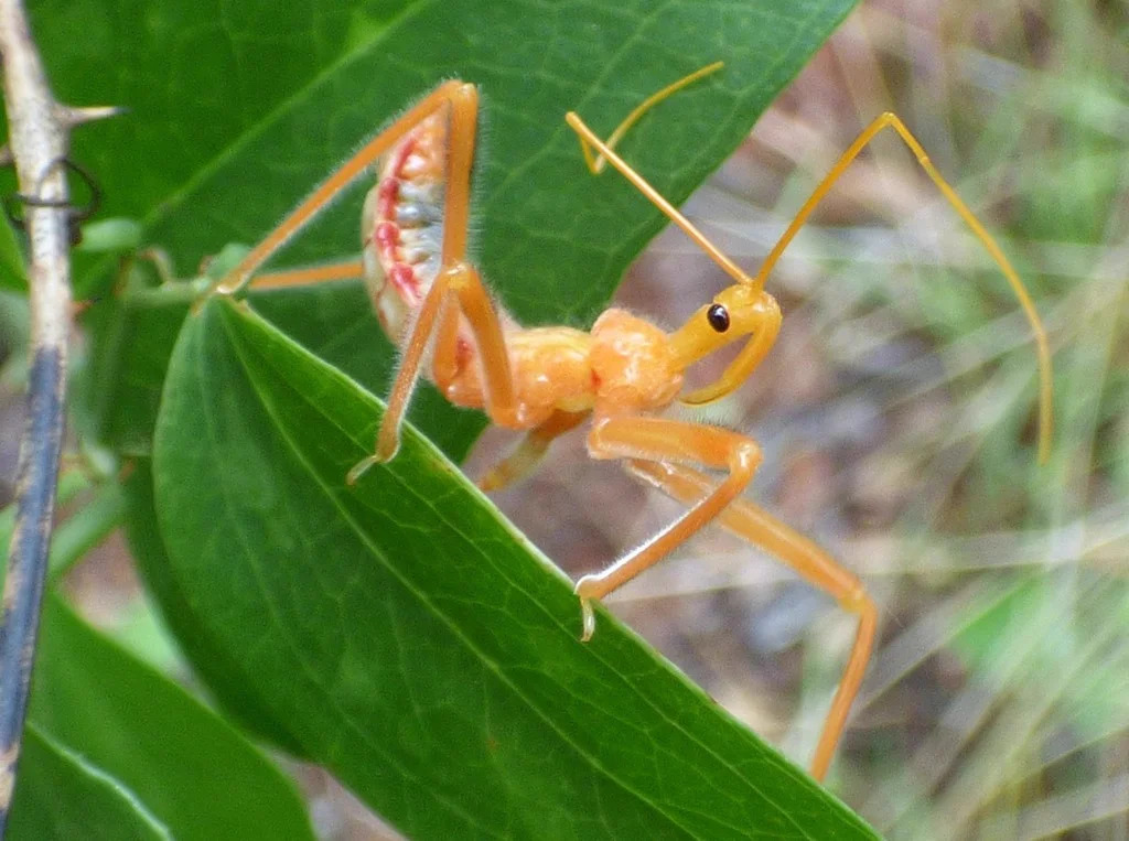 Bright orange wheel bug nymph on green leaf before developing adult coloration