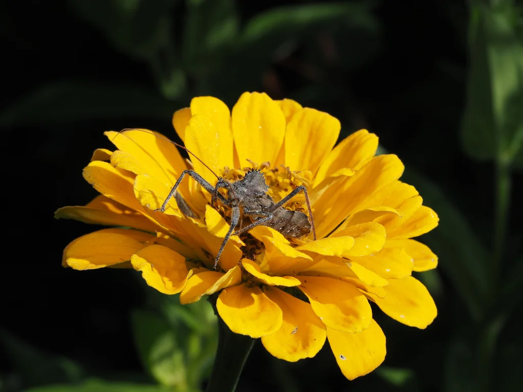Wheel bug resting on yellow flower while waiting to ambush prey