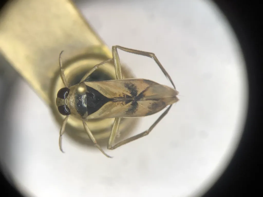 Close-up of backswimmer under magnification showing detailed body structure and large eyes
