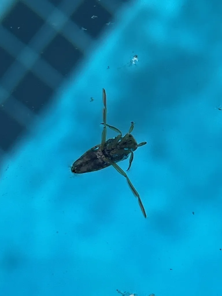 Backswimmer in swimming pool water demonstrating how they appear to homeowners