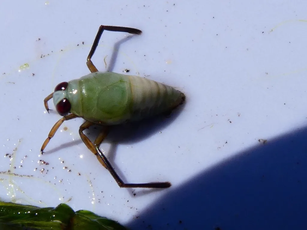 Green backswimmer nymph showing immature life stage