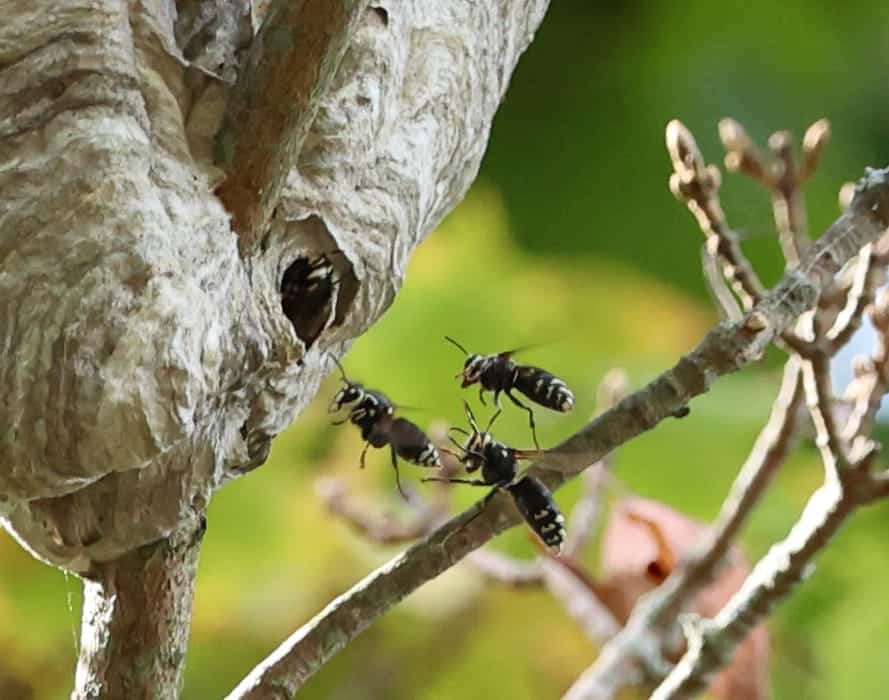 Bald-faced hornet on a paper nest