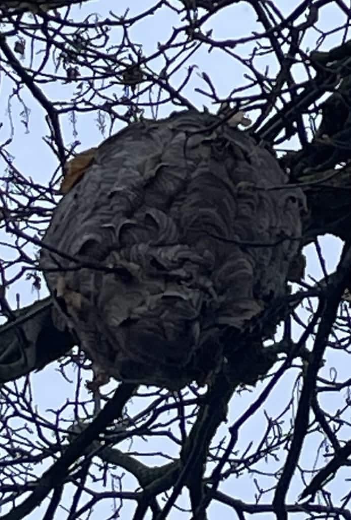 Bald-Faced Hornets photo 1