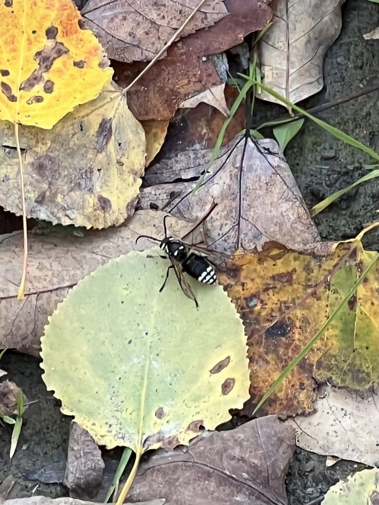 Bald-Faced Hornets photo 2
