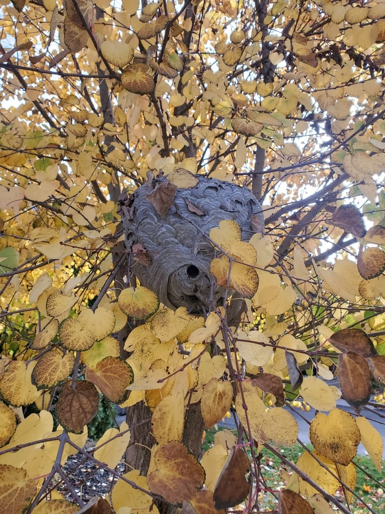 Bald-Faced Hornets photo 3