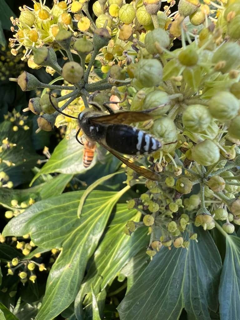 Bald-Faced Hornets photo 4