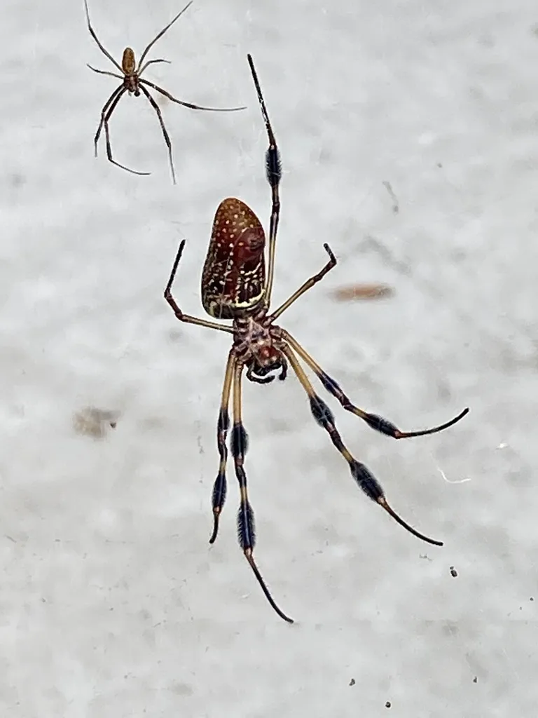 Female golden silk orbweaver on a light wall, showing her dark red-brown abdomen and black leg tufts