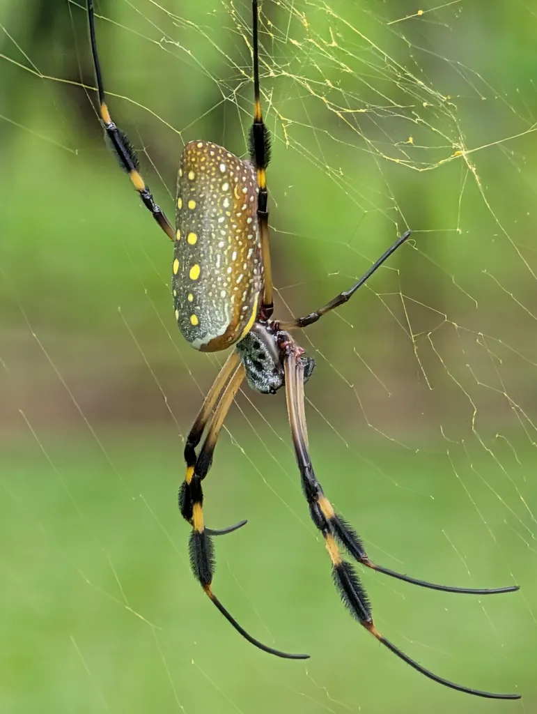 Side view of a golden silk orbweaver showing the spotted abdomen, feathery leg tufts, and golden silk