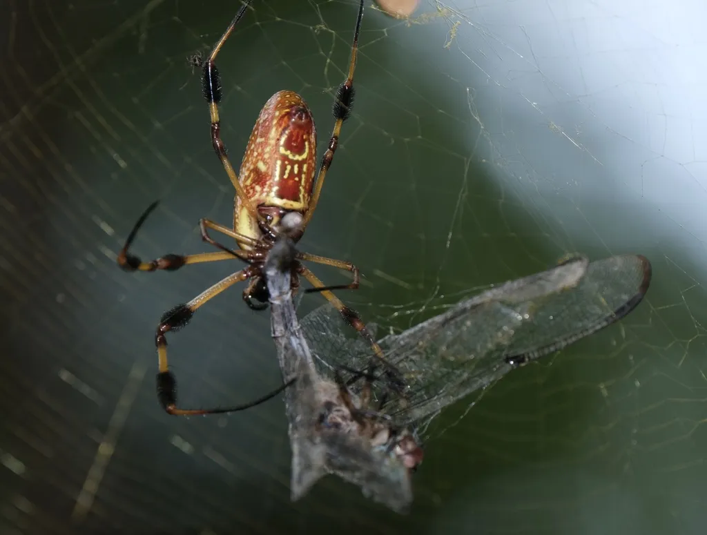 Golden silk orbweaver feeding on a dragonfly caught in its web