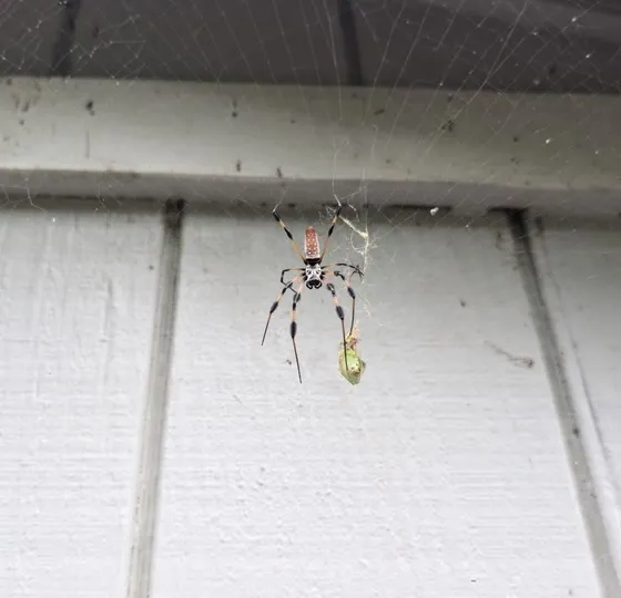 Golden silk orbweaver web strung below the eave of a house with white siding
