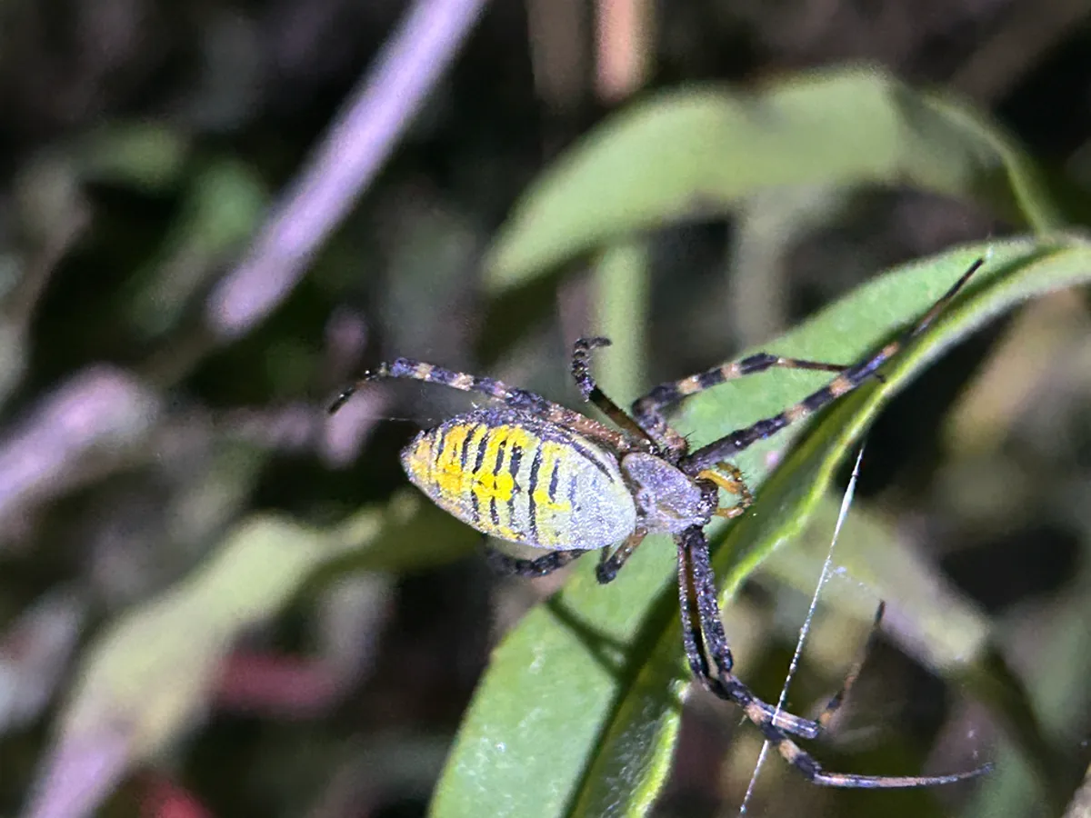 Close-up of a banded garden spider on green leaves showing its striped abdomen and banded legs