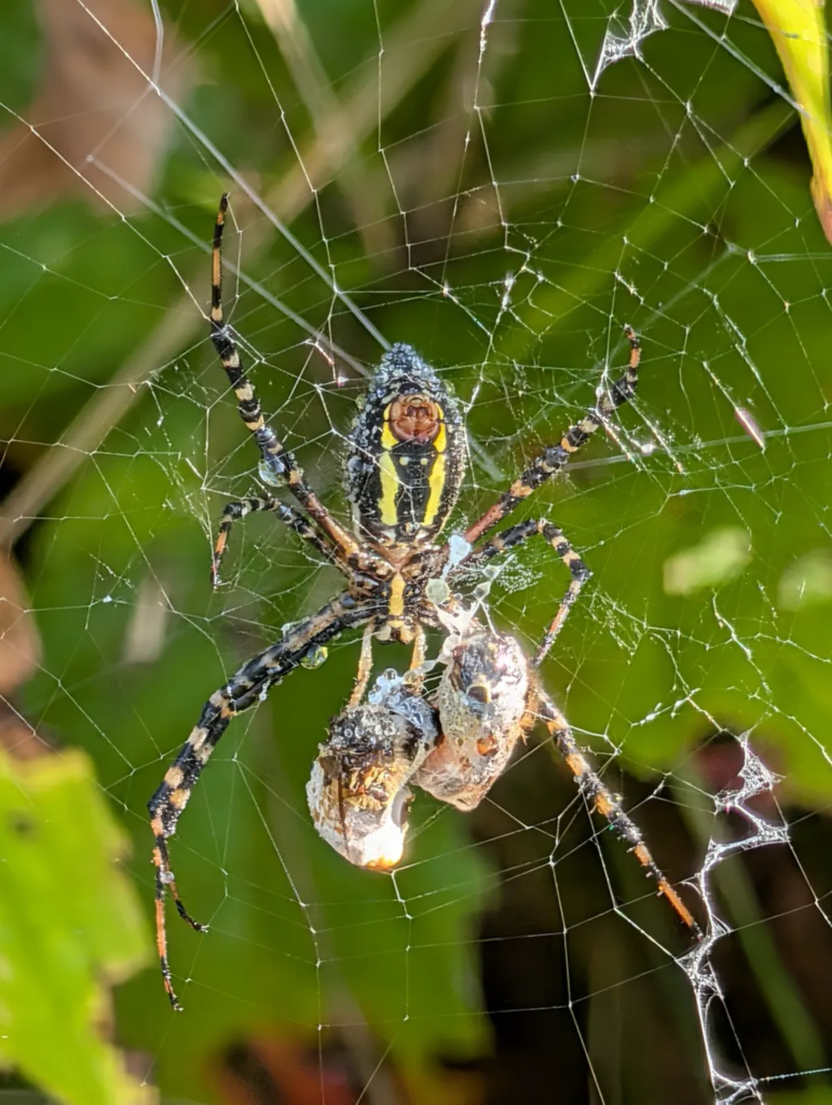 Banded garden spider wrapping captured prey in silk on its orb web