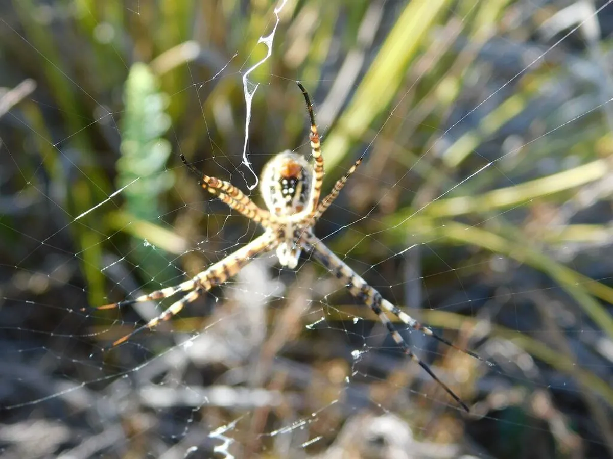 Banded garden spider in its web among grass and vegetation in a natural garden setting