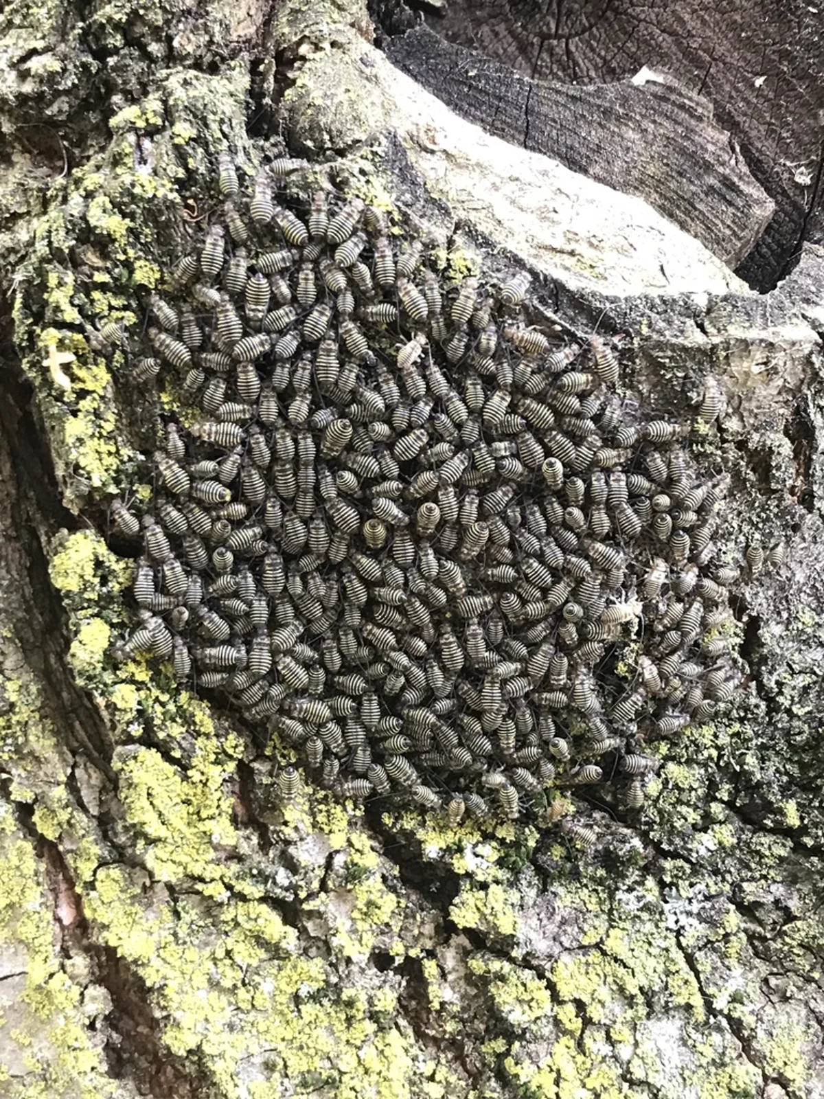 Dense aggregation of barklice on tree trunk