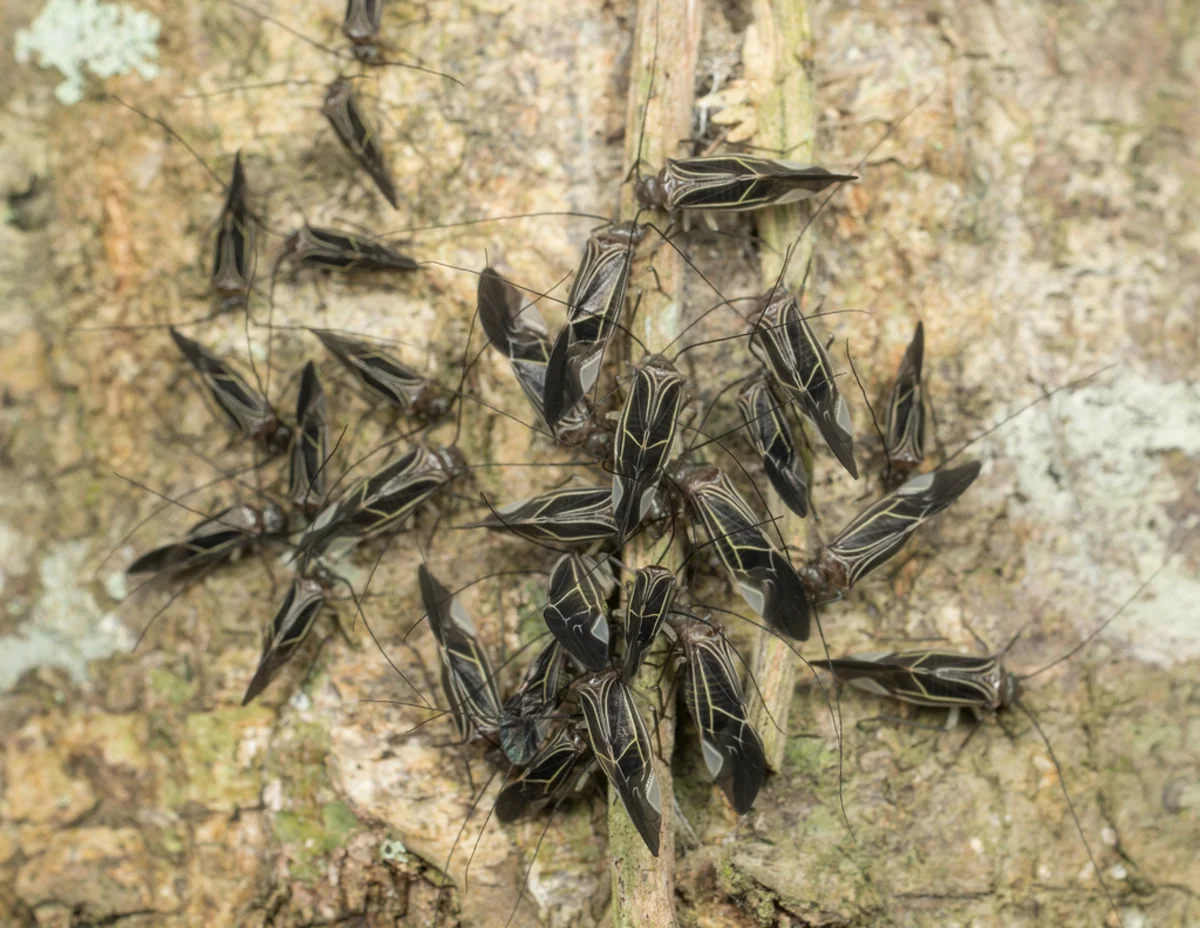 Colony of barklice gathered on tree bark showing gregarious behavior