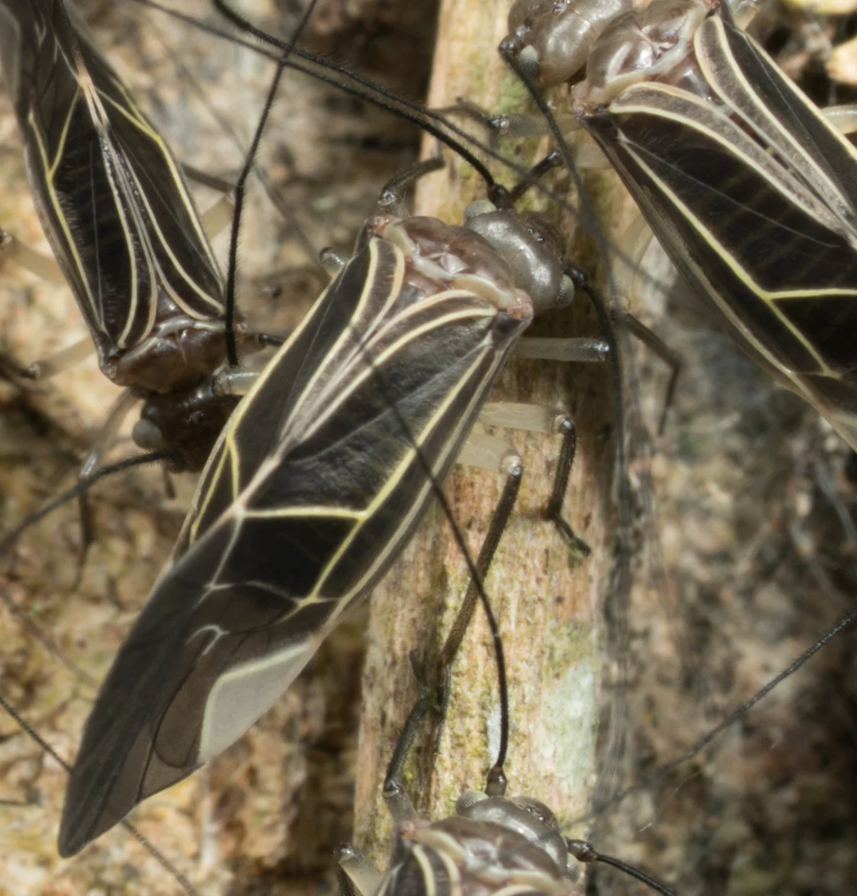 Close-up of barklice showing detailed wing patterns and stripes