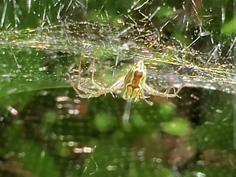 Basilica spider hanging under the fine mesh of its dome-shaped web in a shrub