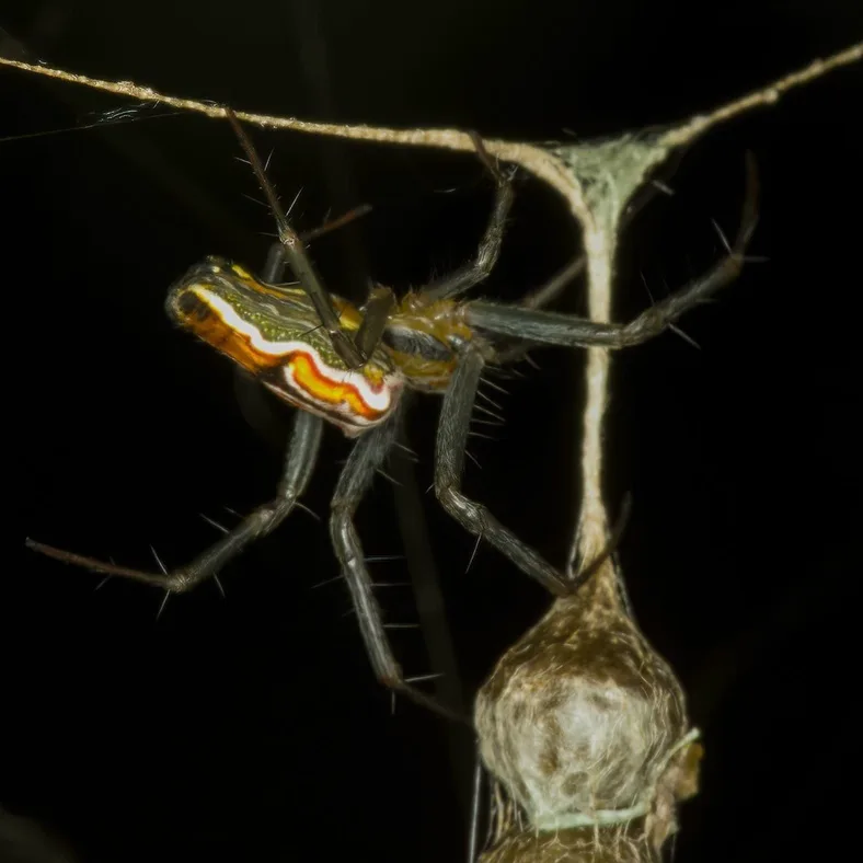 Basilica spider at night beside the top of its egg sac string showing the wavy white and orange side bands