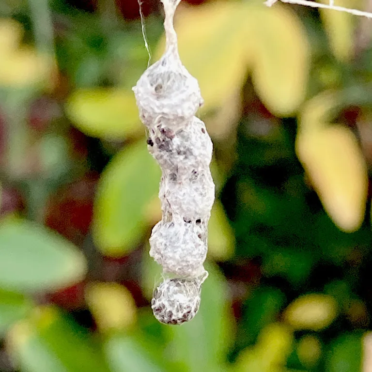 String of basilica spider egg sacs hanging from a silk line like beads