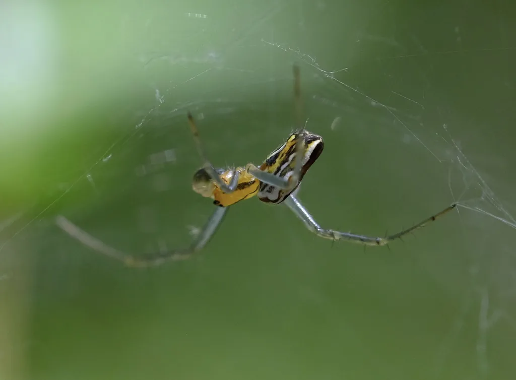 Side view of a basilica spider hanging upside down in its web showing the long striped abdomen