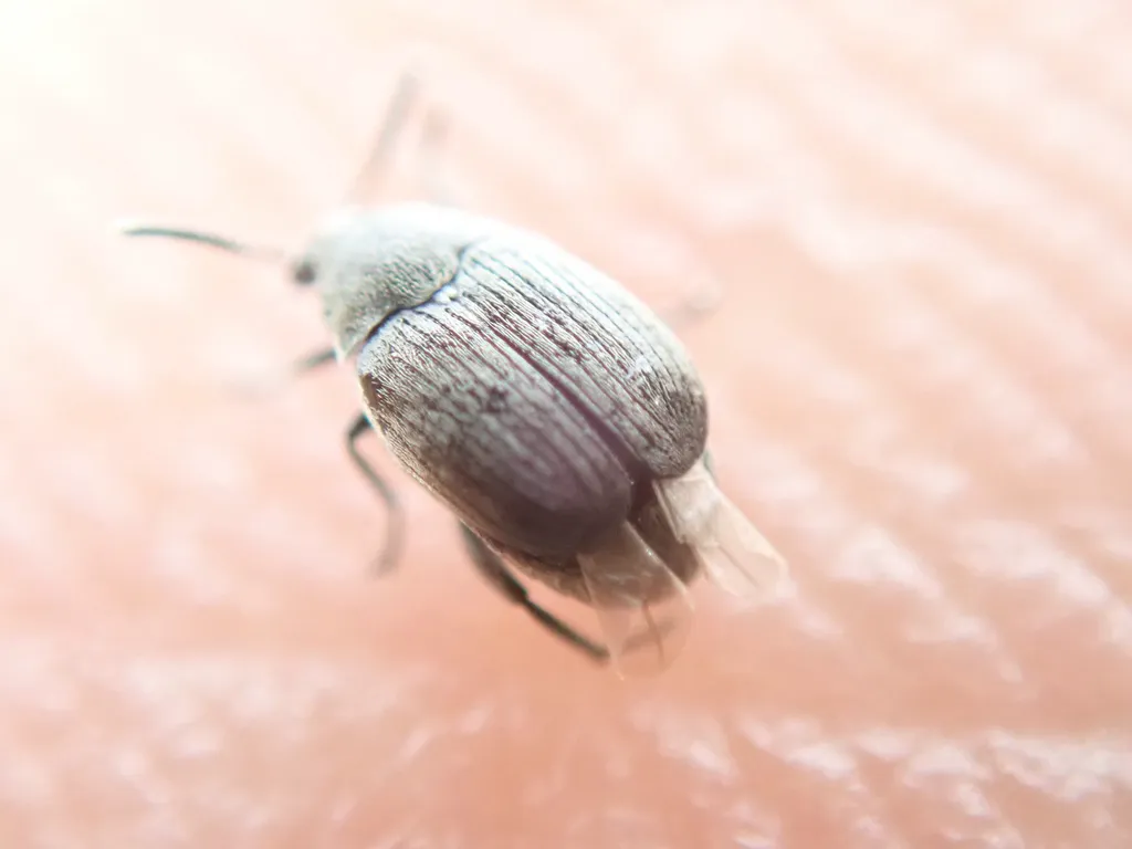 Close-up of a seed beetle on skin showing its small size relative to a fingertip