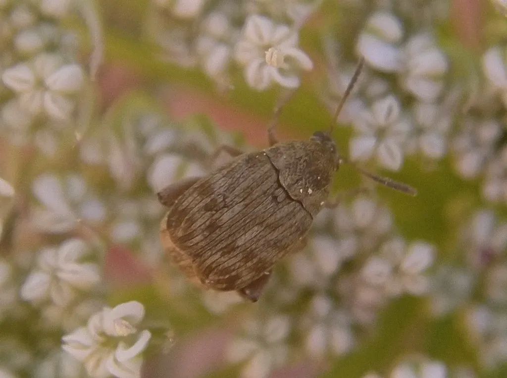 Bean weevil on white flowers displaying its characteristic mottled brown wing covers
