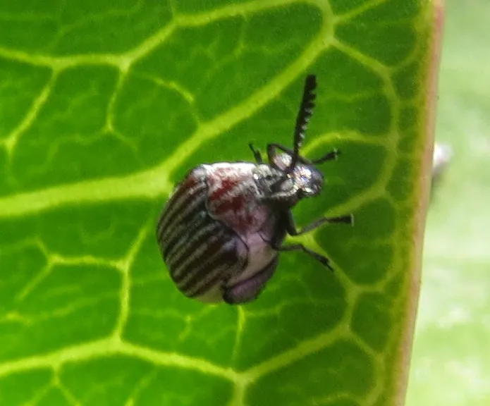 Seed beetle on a green leaf showing its compact body and visible antennae