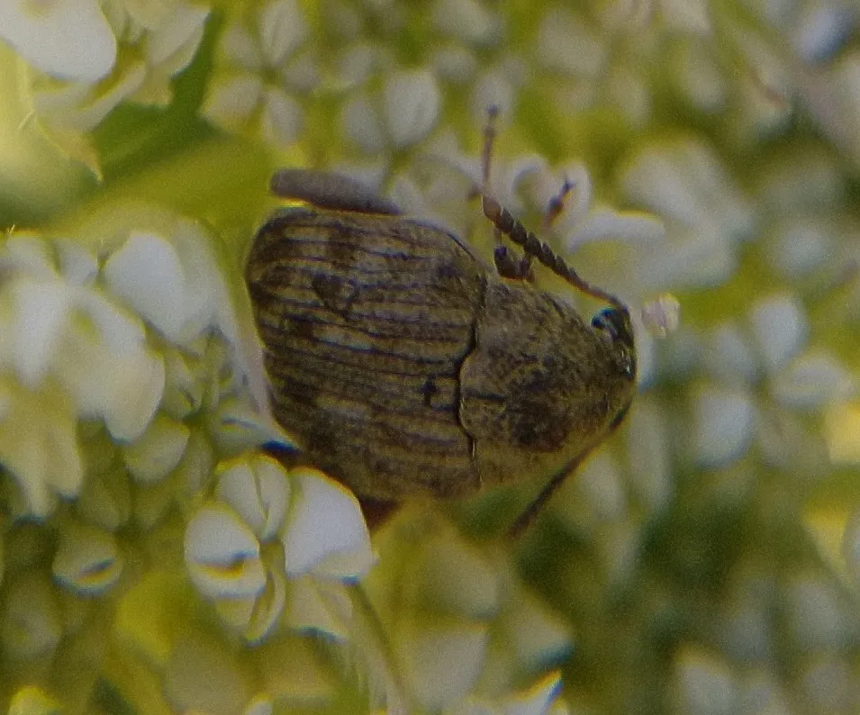 Side view of a bean weevil resting on a flower showing its rounded profile and brown coloring