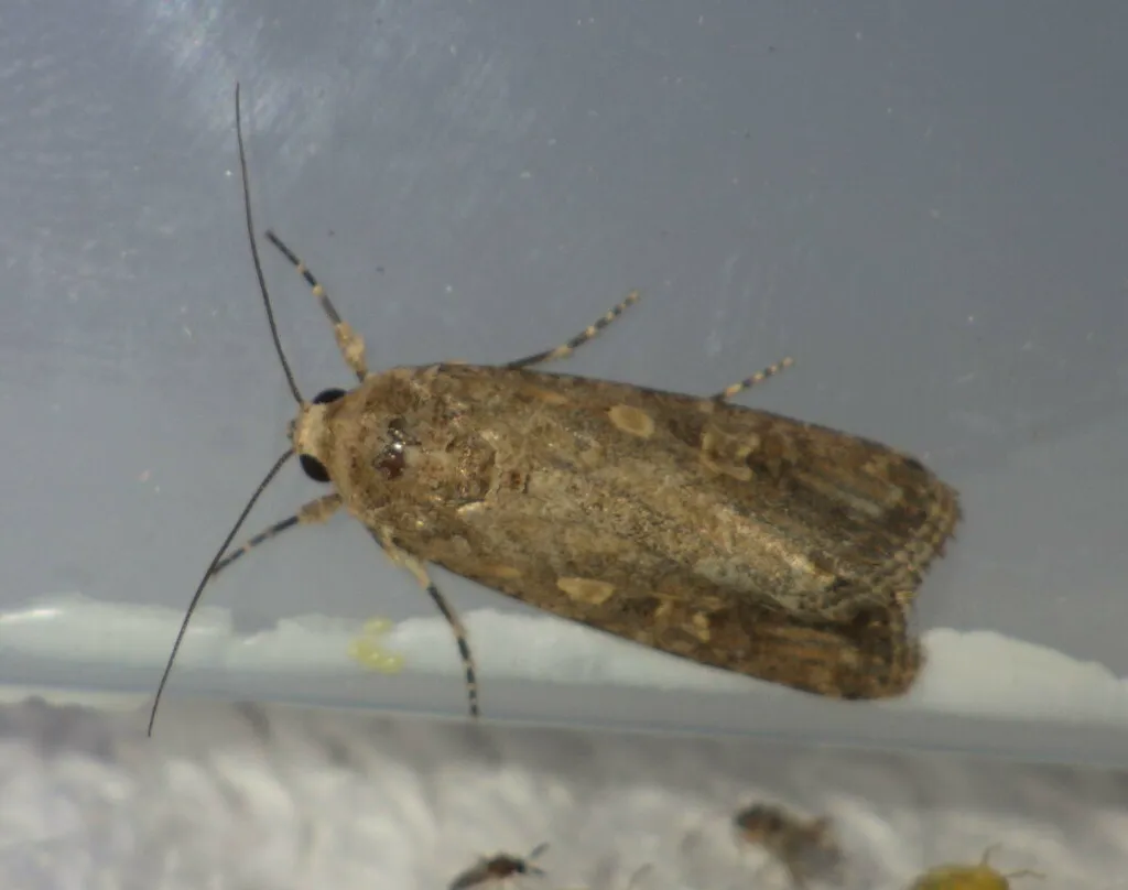 Close-up of beet armyworm moth on white surface displaying the pale orbicular forewing spot