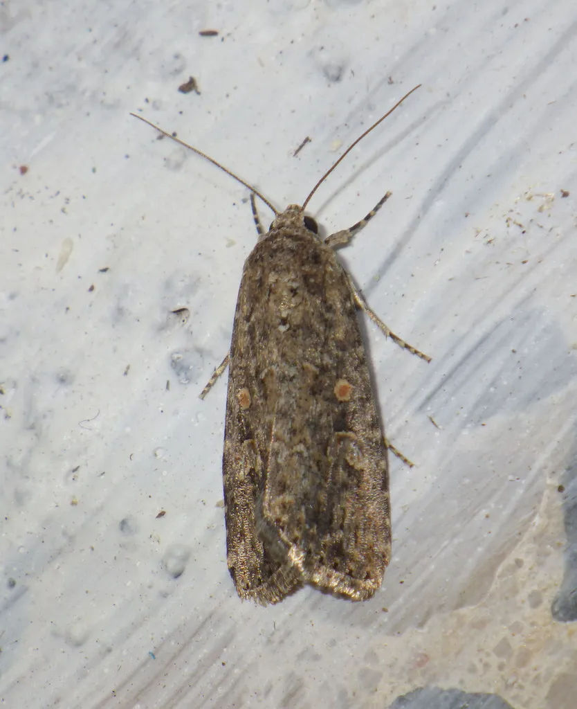 Beet armyworm moth perched on a wall at night showing gray-brown mottled coloration