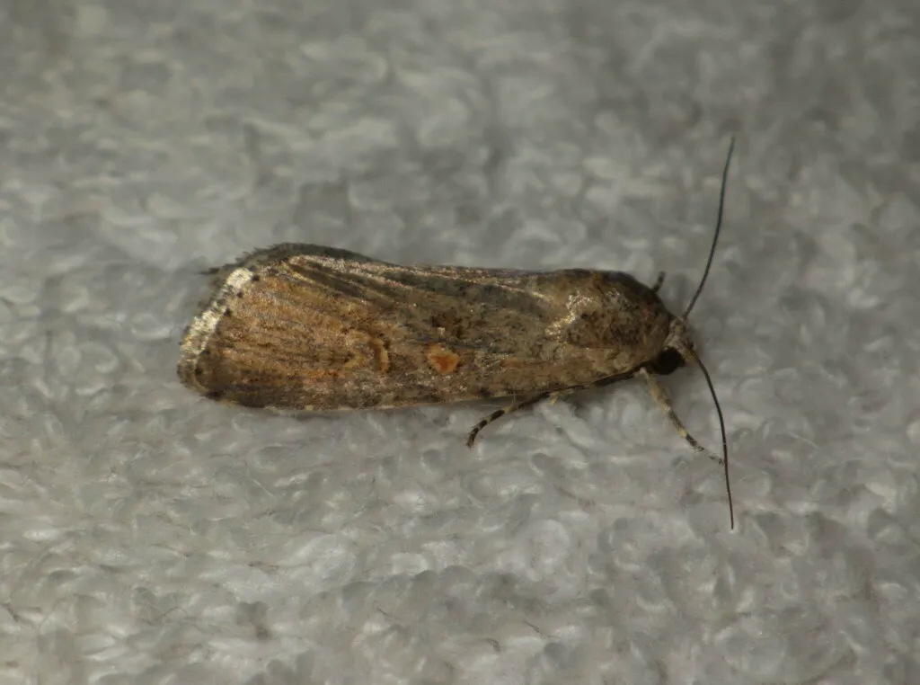 Beet armyworm moth resting on a gray surface showing compact body shape and mottled brown wing pattern