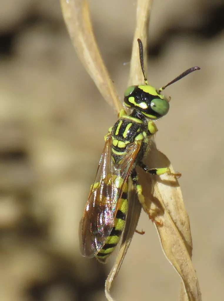 Top-down dorsal view of a beewolf wasp showing black and yellow banding pattern