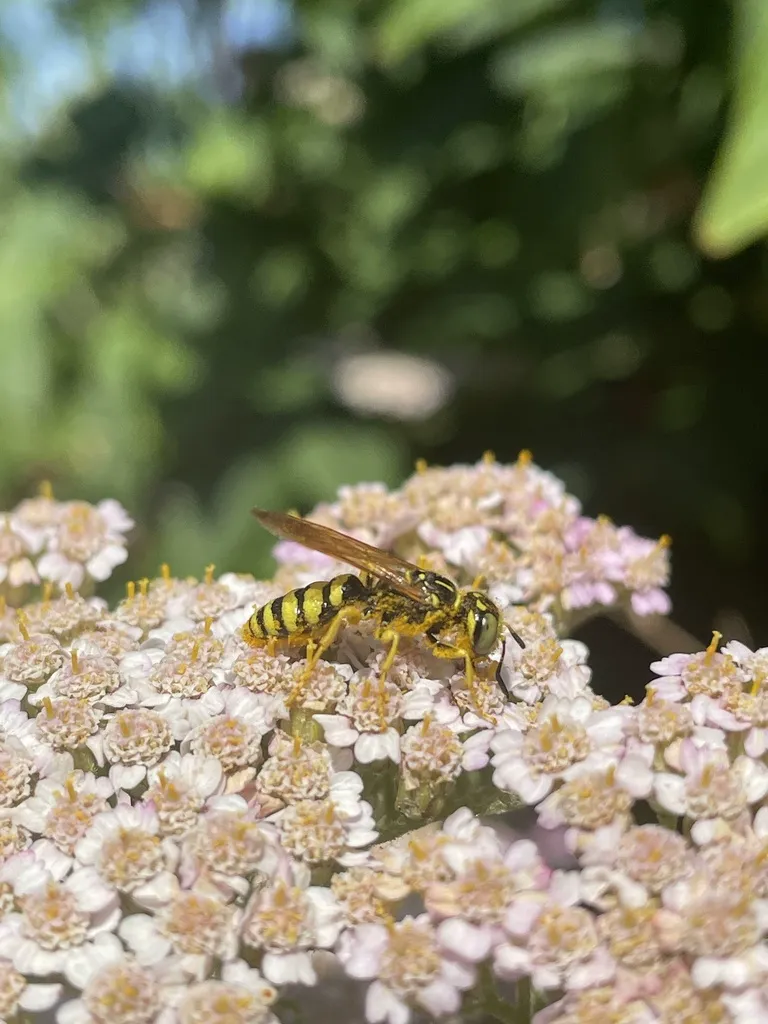 Beewolf wasp foraging on white yarrow flowers in a garden