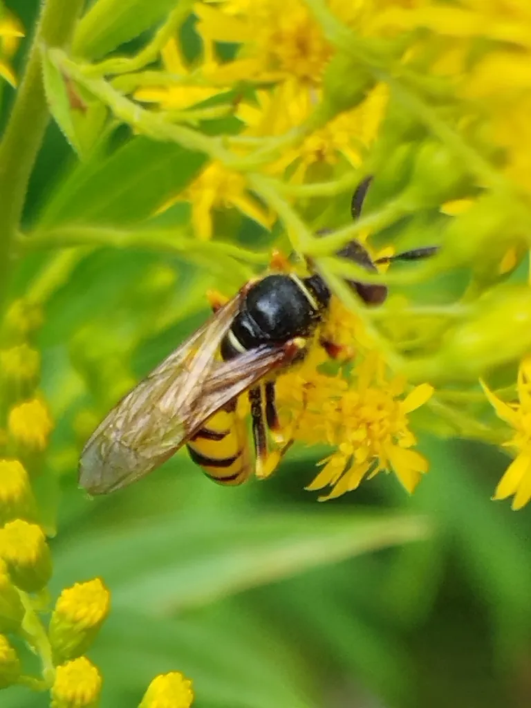 Beewolf wasp feeding on goldenrod flowers showing its robust body and wings