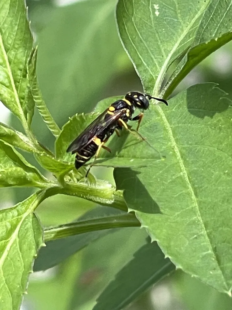 Beewolf wasp resting on a green leaf with black and yellow markings clearly visible