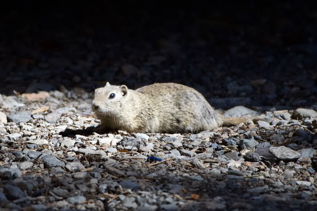 Belding's ground squirrel lying flat on gravel in a resting posture