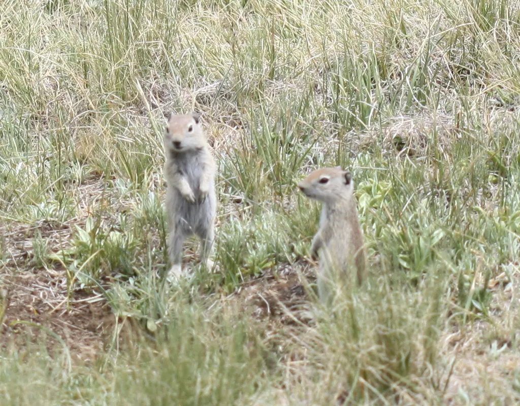 A pair of Belding's ground squirrels standing alert in a grassy meadow