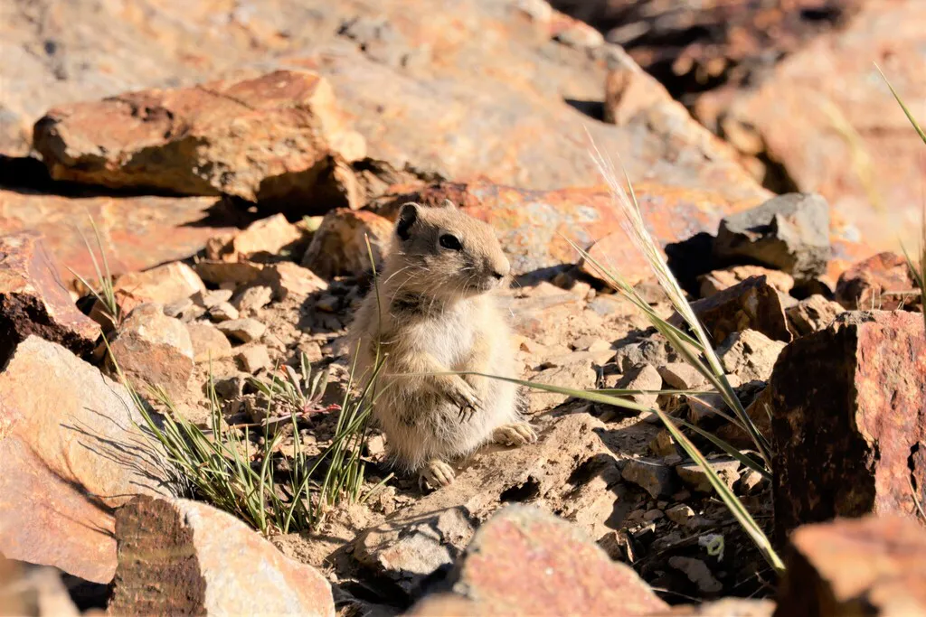 Close-up of a juvenile Belding's ground squirrel among alpine rocks