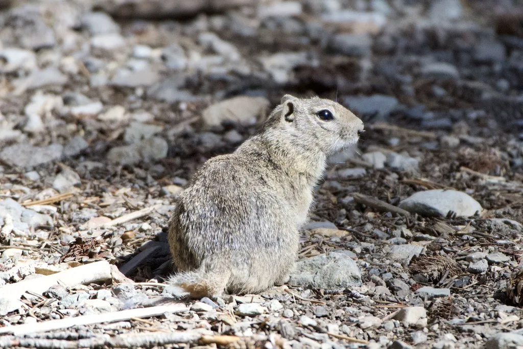 Side profile of a Belding's ground squirrel sitting on rocky terrain