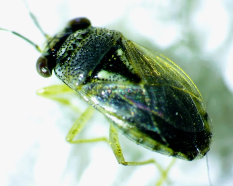 Green big-eyed bug showing its oval body shape and clear wings