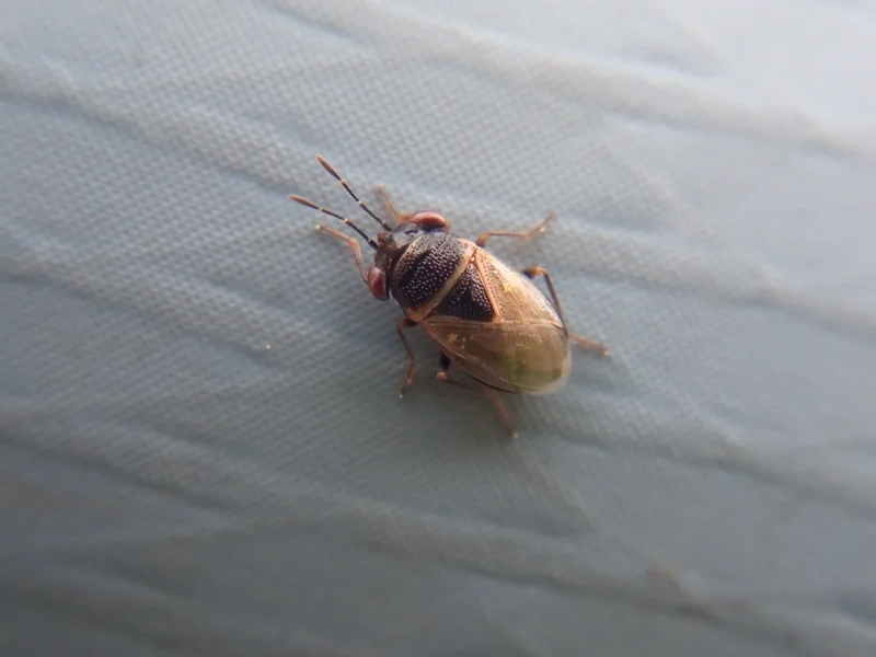 Tan-colored big-eyed bug showing color variation within the species